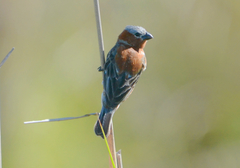 Sporophila cinnamomea