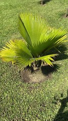Pritchardia