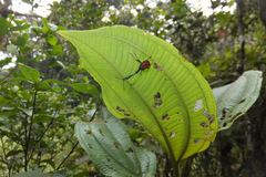 Trachelophorus giraffa