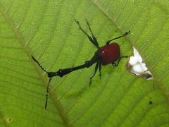 Trachelophorus giraffa