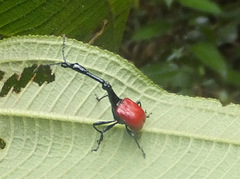 Trachelophorus giraffa
