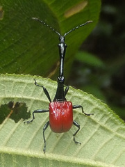 Trachelophorus giraffa