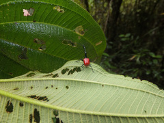 Trachelophorus giraffa