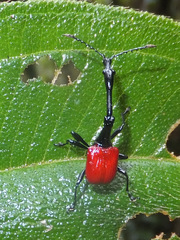 Trachelophorus giraffa