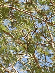 Leucaena lanceolata