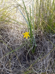 Hypoxis rigidula