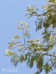 Leucaena lanceolata