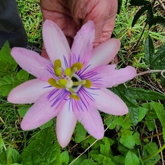 Passiflora pinnatistipula