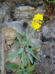 Aurinia saxatilis