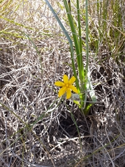 Hypoxis rigidula