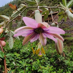 Passiflora pinnatistipula