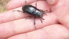 Lucanus barbarossa