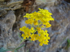 Aurinia saxatilis