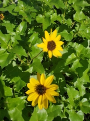Helianthus debilis image