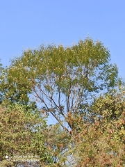 Leucaena lanceolata