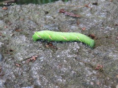 Callambulyx tatarinovii