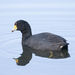 Colombian Coot - Photo (c) Cullen Hanks, some rights reserved (CC BY), uploaded by Cullen Hanks