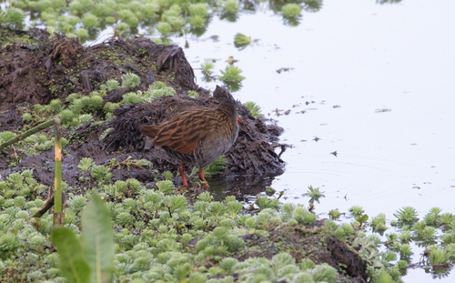 Bogota Rail (Rallus semiplumbeus), photo 10