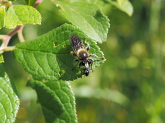 Choerades fuliginosa