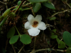 Codonanthe devosiana