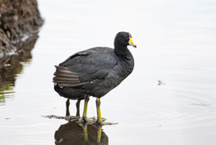Fulica americana columbiana