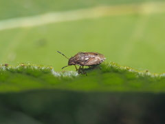 Neottiglossa lineolata