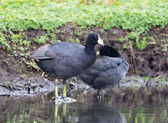 Fulica americana columbiana