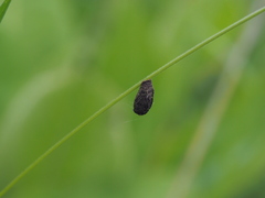 Cryptocephalus anticus