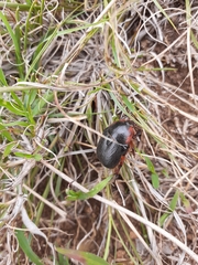 Rhinocoeta sanguinipes