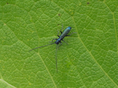 Agapanthiola leucaspis