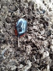 Rhinocoeta sanguinipes