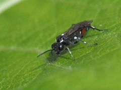 Macrophya punctumalbum