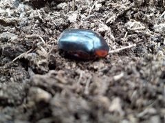 Rhinocoeta sanguinipes