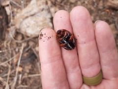 Rhinocoeta sanguinipes