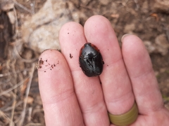 Rhinocoeta sanguinipes