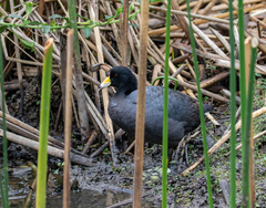 Fulica americana columbiana