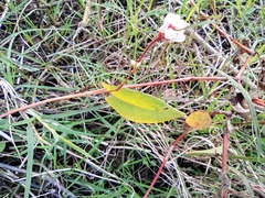 Persicaria hastatosagittata