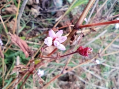 Persicaria hastatosagittata