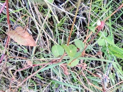 Persicaria hastatosagittata
