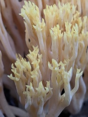 Ramaria sandaracina