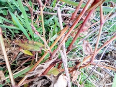 Persicaria hastatosagittata