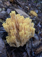 Ramaria sandaracina