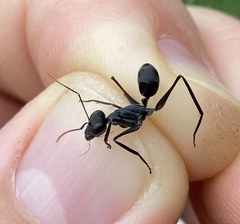 Gigantiops destructor