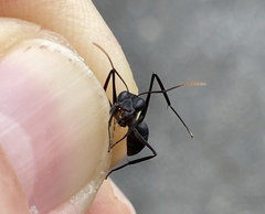 Gigantiops destructor