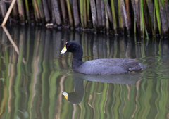 Fulica americana columbiana