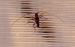 Ambonus interrogationis