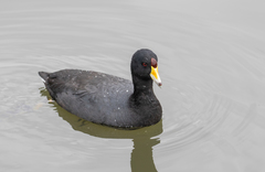 Fulica americana columbiana