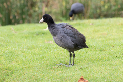 Fulica americana columbiana