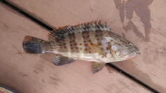 Epinephelus bleekeri