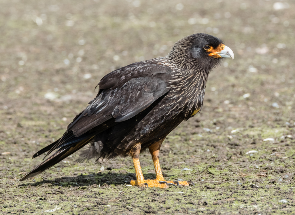 Striated Caracara photo